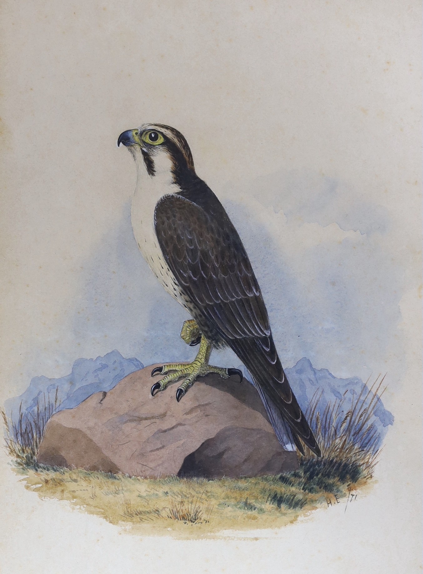 Henry Strachan Elton (1841-1934), three watercolours, 'Ground Thrush', 'Peregrine Falcon' and 'Drongo Schrike', signed and dated (18)71, 33 x 23cm and 21 x 30cm